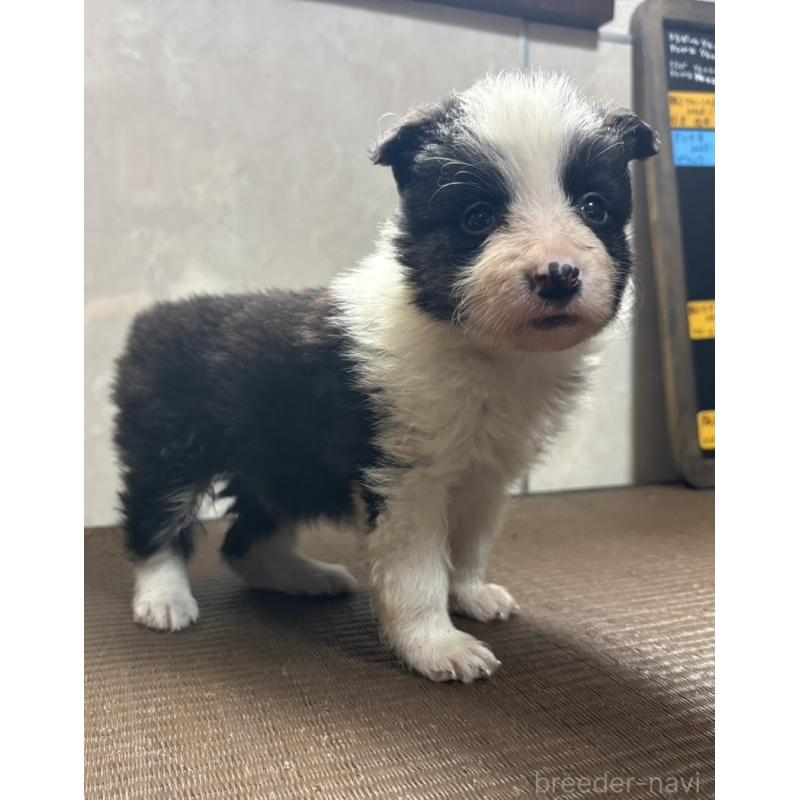 販売中の東京都のボーダーコリー-455412の4枚目