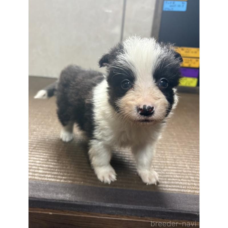 販売中の東京都のボーダーコリー-455412の3枚目