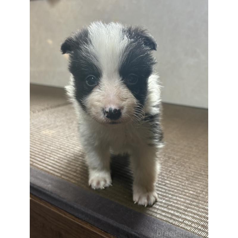 販売中の東京都のボーダーコリー-455412の2枚目