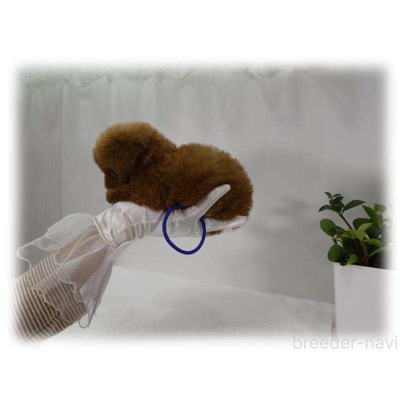 販売中の埼玉県のティーカッププードル-455413の8枚目