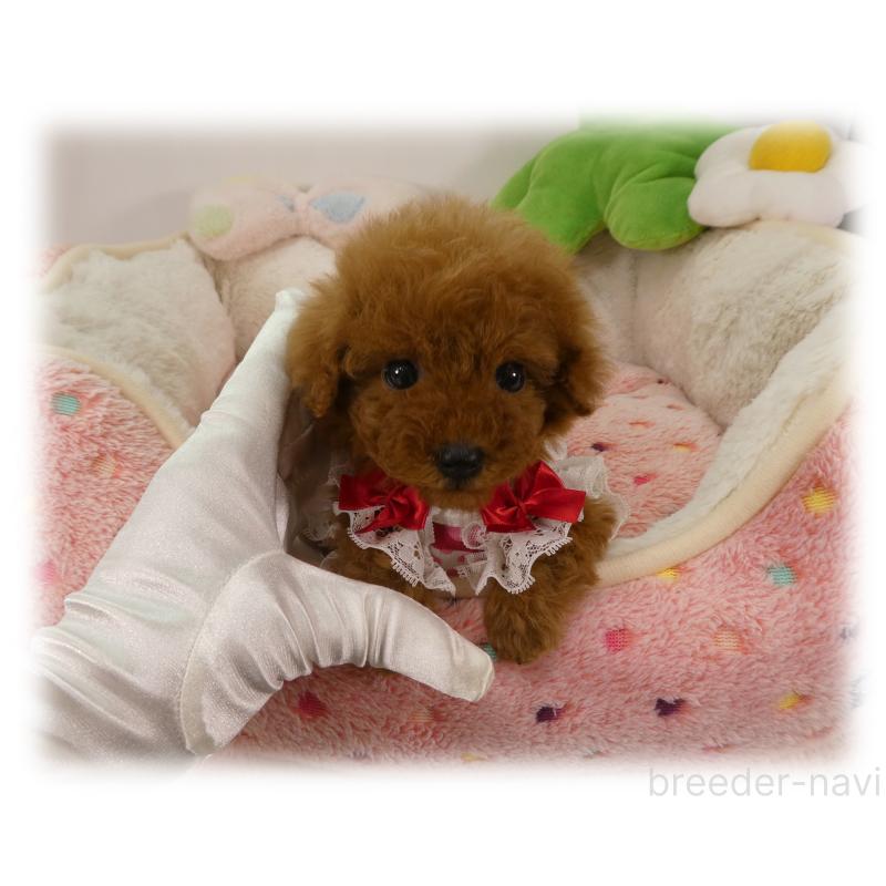 販売中の埼玉県のティーカッププードル-455413の5枚目