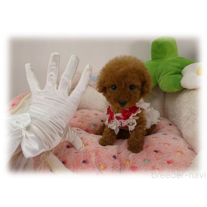 販売中の埼玉県のティーカッププードル-455413の4枚目