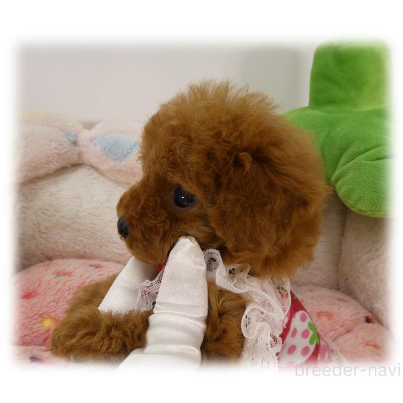 販売中の埼玉県のティーカッププードル-455413の2枚目