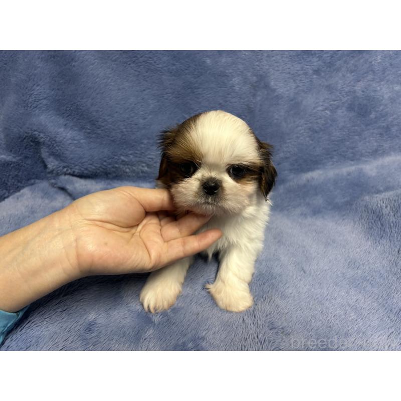 販売中の佐賀県のシーズー-455414の4枚目