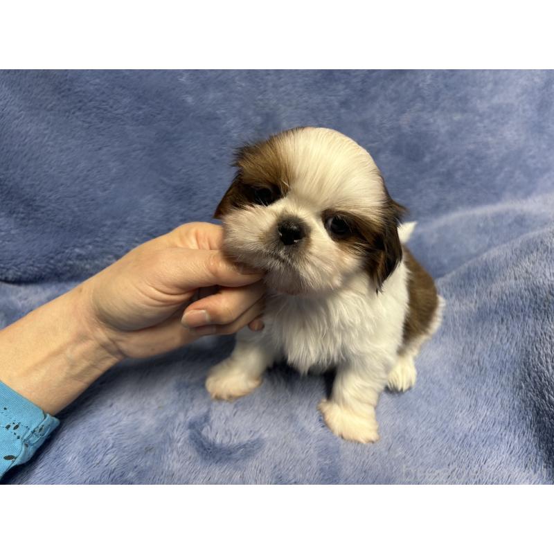 販売中の佐賀県のシーズー-455414の3枚目