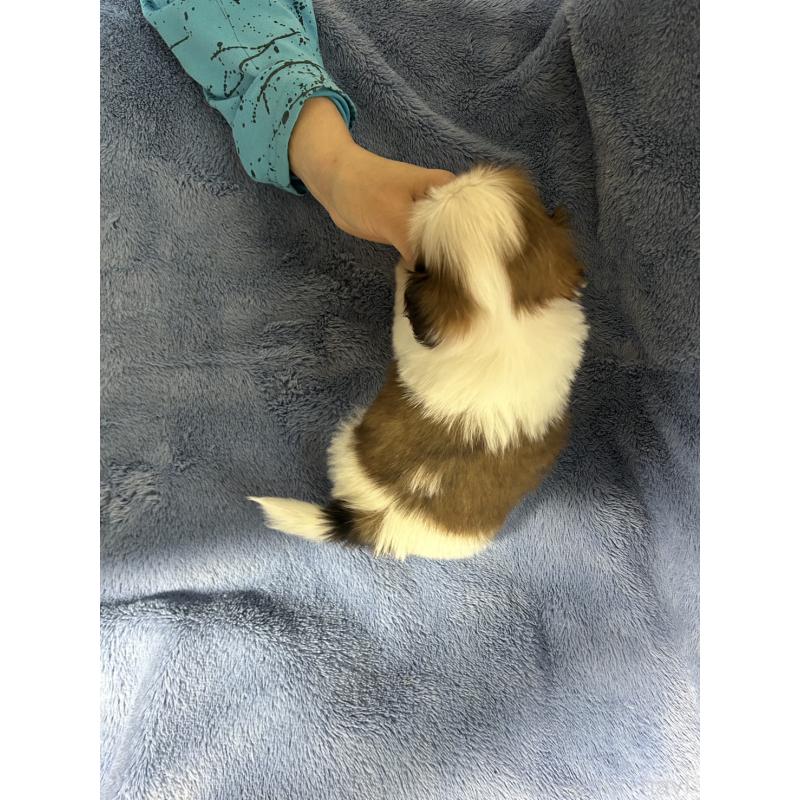 販売中の佐賀県のシーズー-455414の2枚目