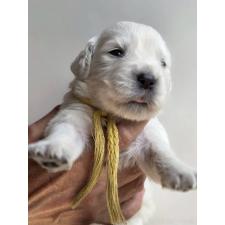 ♀︎ゴールデンレトリーバー