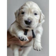 ♀︎ゴールデンレトリーバー