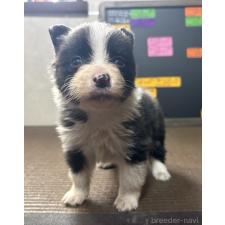 ♀︎ボーダーコリー