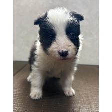 ♀︎ボーダーコリー