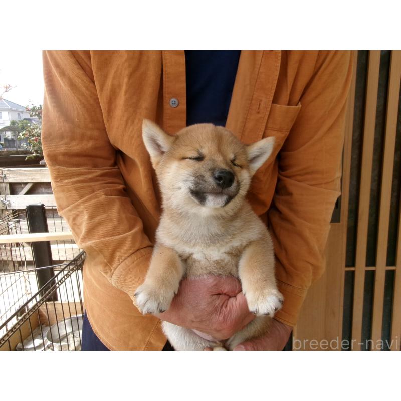 販売中の佐賀県の豆柴-453348の3枚目