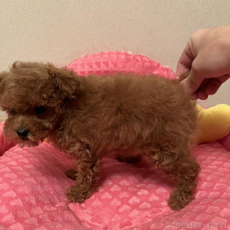 販売中の福岡県のティーカッププードル-455416の4枚目