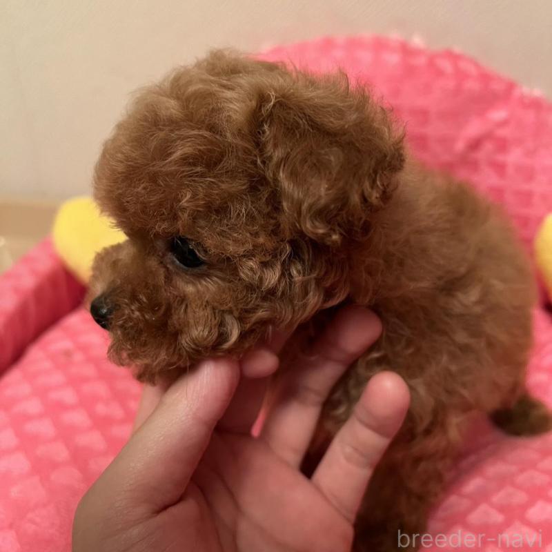 販売中の福岡県のティーカッププードル-455416の3枚目