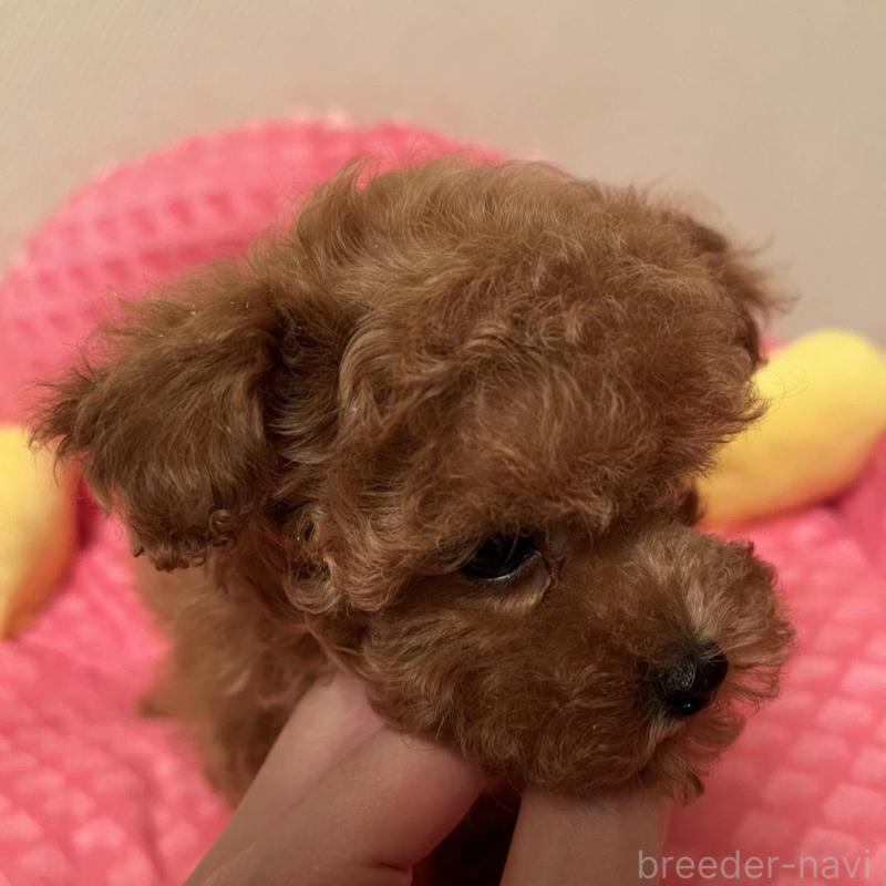 販売中の福岡県のティーカッププードル-455416の2枚目