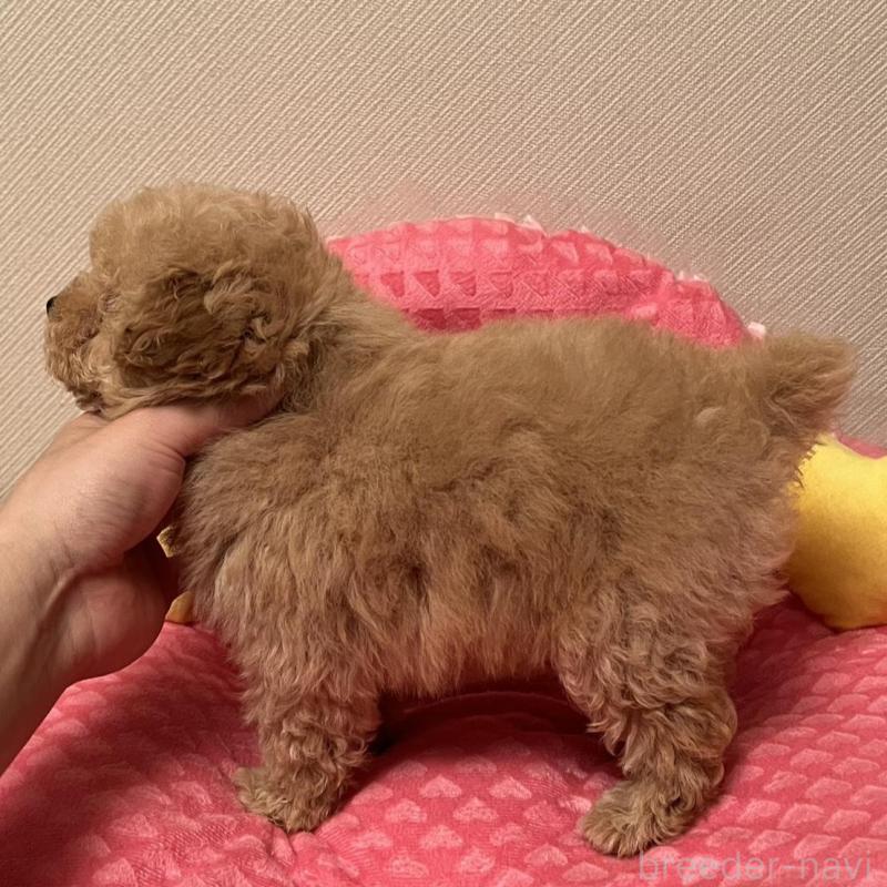 販売中の福岡県のタイニープードル-455417の4枚目