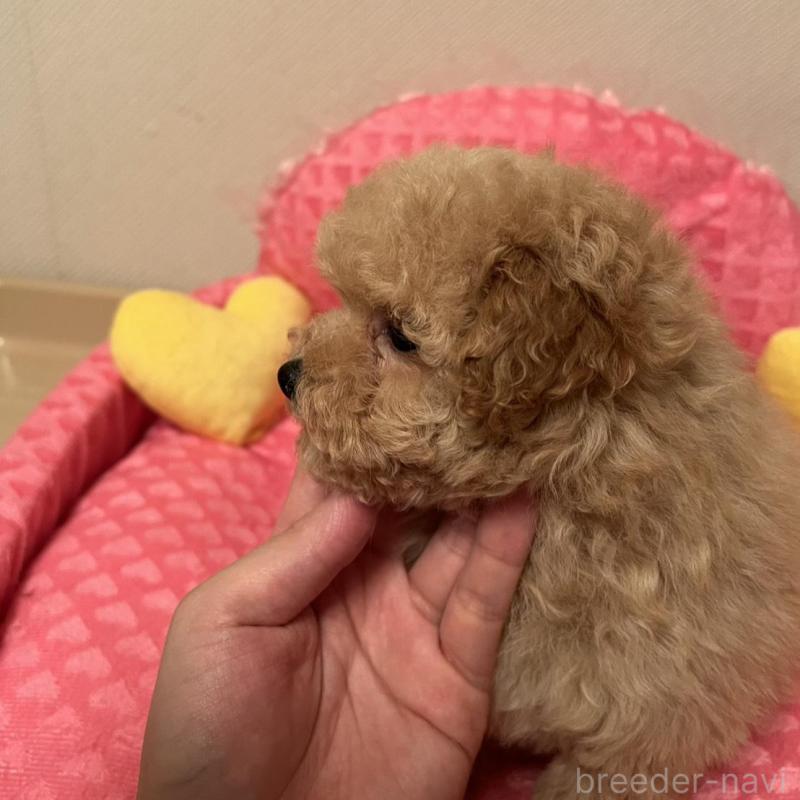 販売中の福岡県のタイニープードル-455417の3枚目