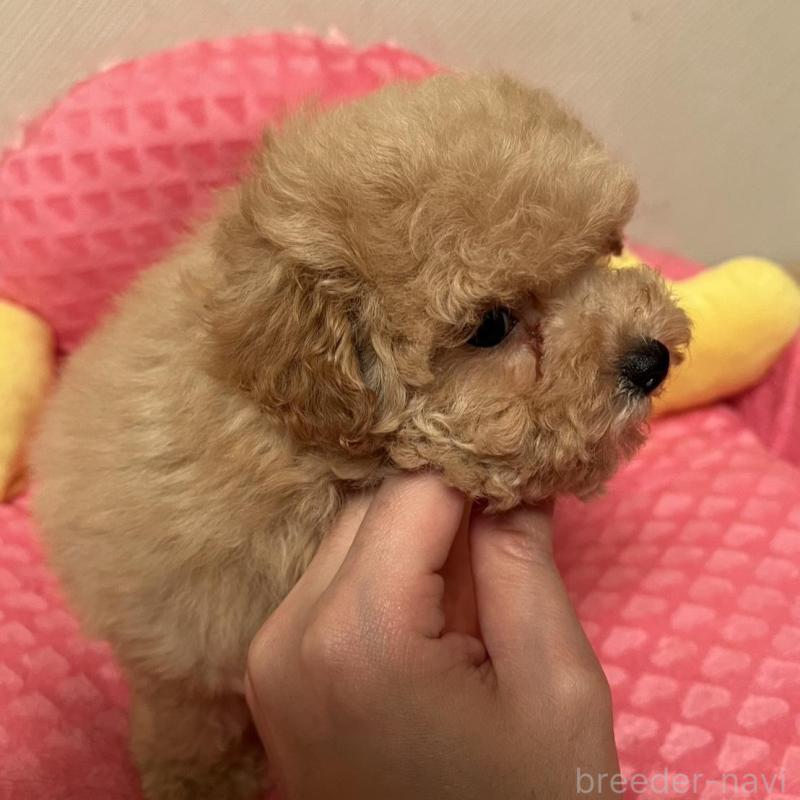 販売中の福岡県のタイニープードル-455417の2枚目