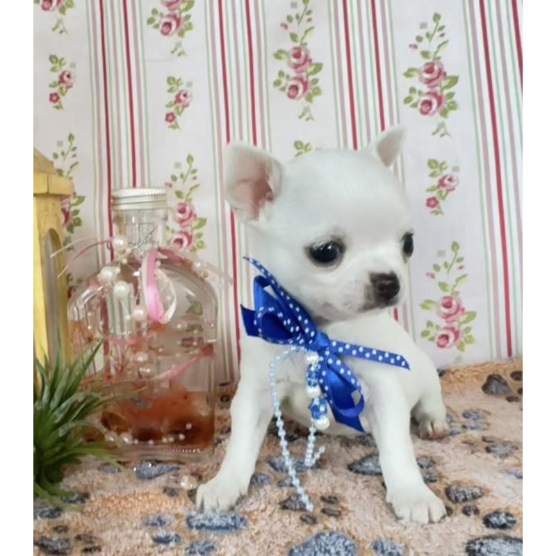 販売中の福岡県のチワワ(スムースコート)-455418の13枚目