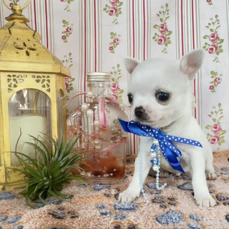 販売中の福岡県のチワワ(スムースコート)-455418