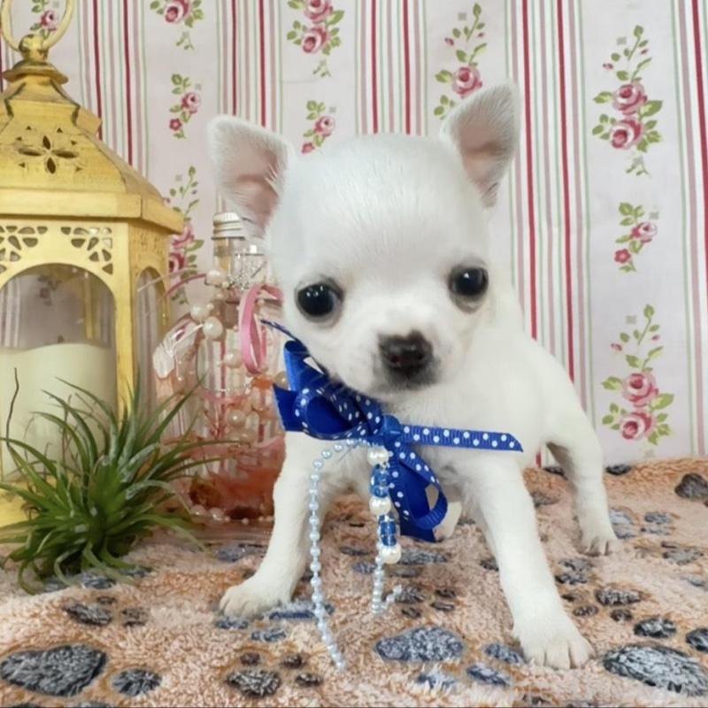 販売中の福岡県のチワワ(スムースコート)-455418の12枚目