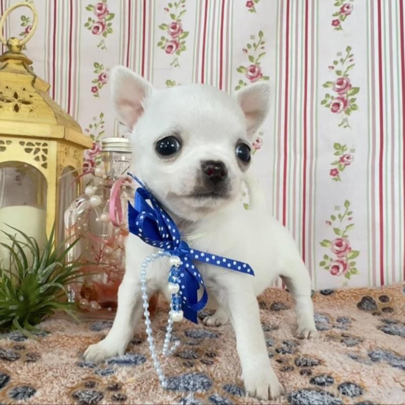 販売中の福岡県のチワワ(スムースコート)-455418の11枚目