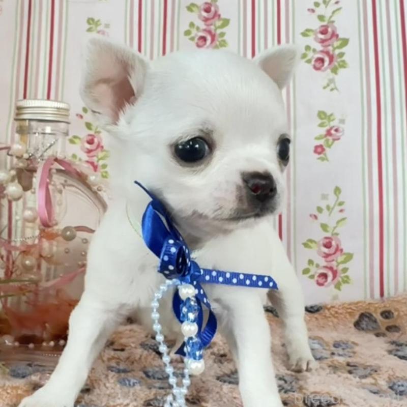 販売中の福岡県のチワワ(スムースコート)-455418の10枚目