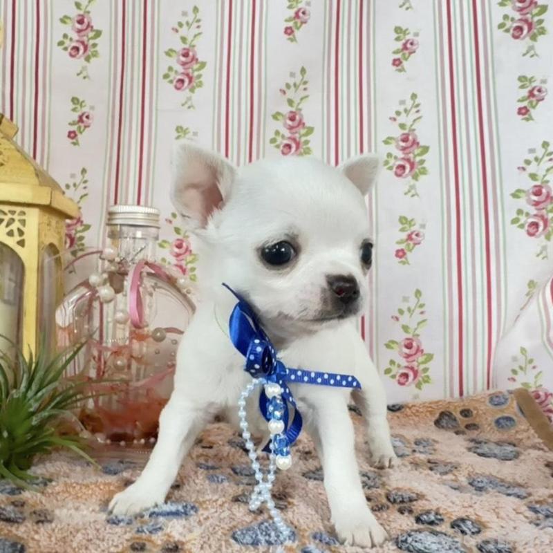 販売中の福岡県のチワワ(スムースコート)-455418の9枚目