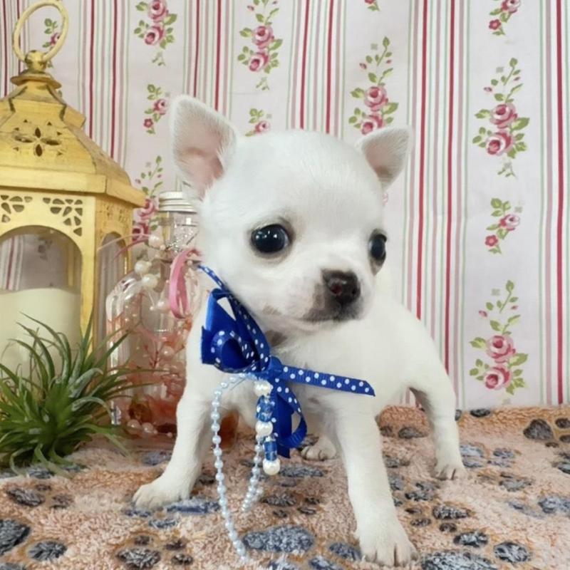 販売中の福岡県のチワワ(スムースコート)-455418の8枚目