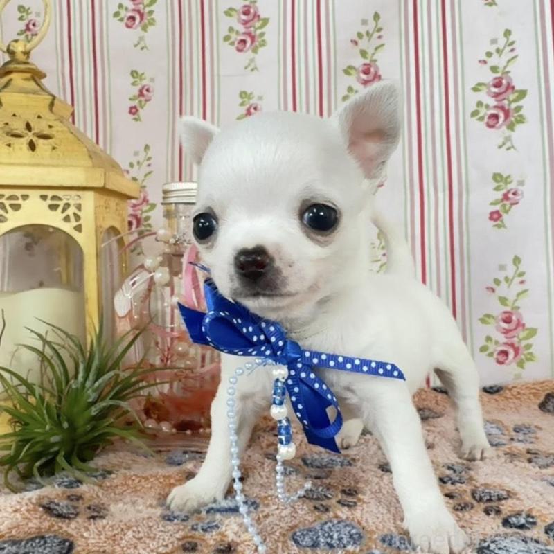 販売中の福岡県のチワワ(スムースコート)-455418の7枚目