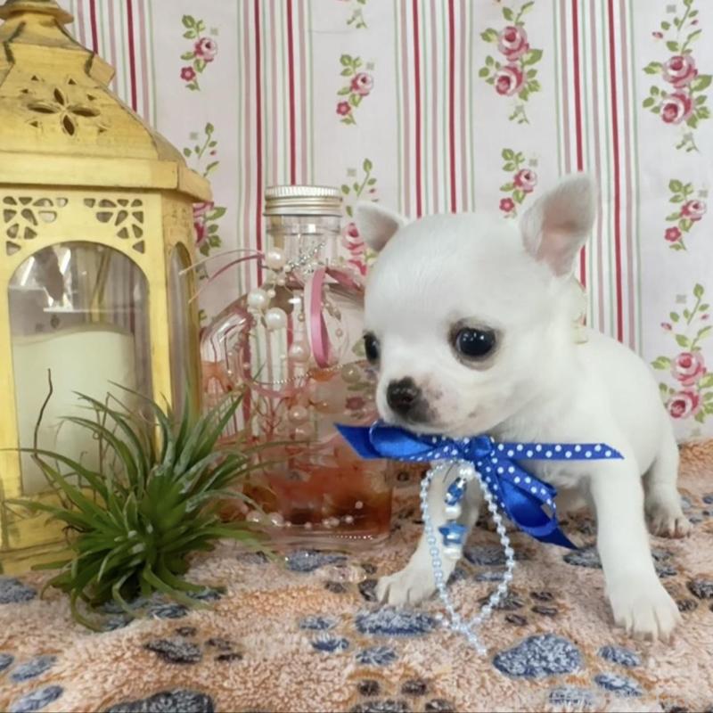 販売中の福岡県のチワワ(スムースコート)-455418の6枚目