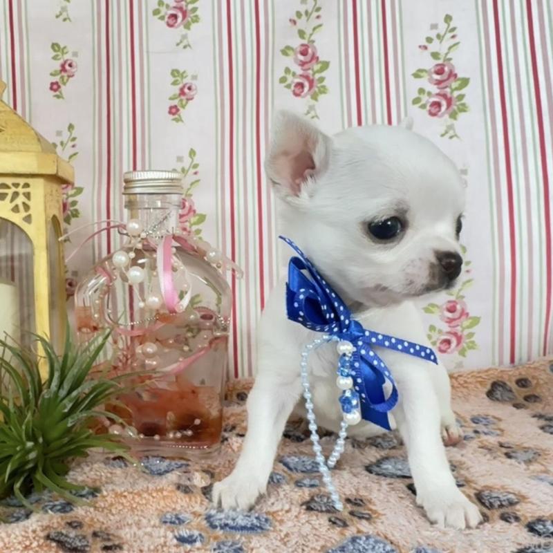 販売中の福岡県のチワワ(スムースコート)-455418の5枚目