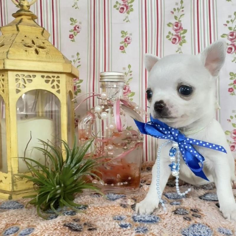 販売中の福岡県のチワワ(スムースコート)-455418の4枚目