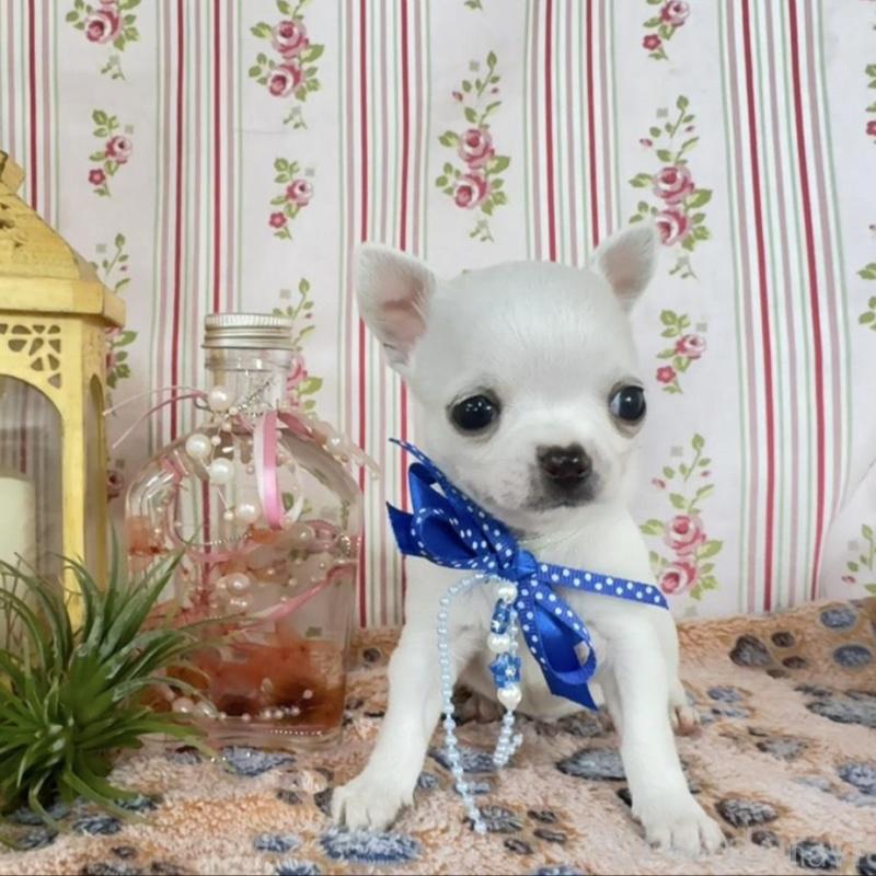 販売中の福岡県のチワワ(スムースコート)-455418の3枚目