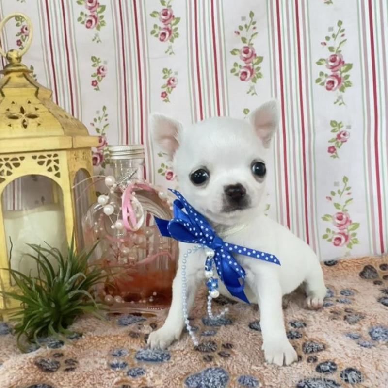 販売中の福岡県のチワワ(スムースコート)-455418の2枚目