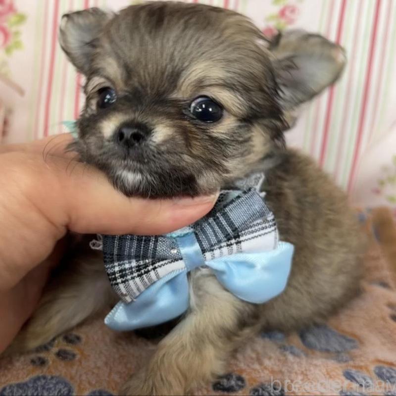 販売中の福岡県のチワワ(ロングコート)-455419の8枚目