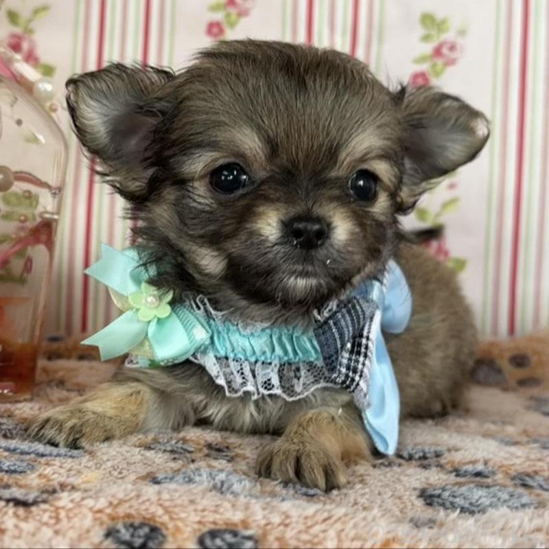 販売中の福岡県のチワワ(ロングコート)-455419の5枚目