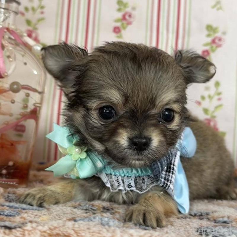 販売中の福岡県のチワワ(ロングコート)-455419の4枚目