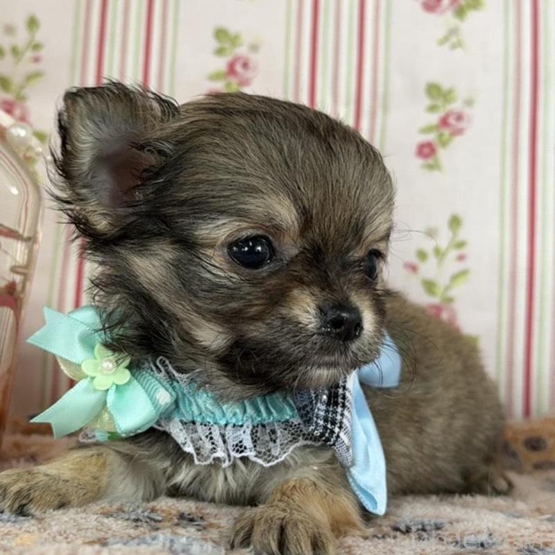 販売中の福岡県のチワワ(ロングコート)-455419の3枚目