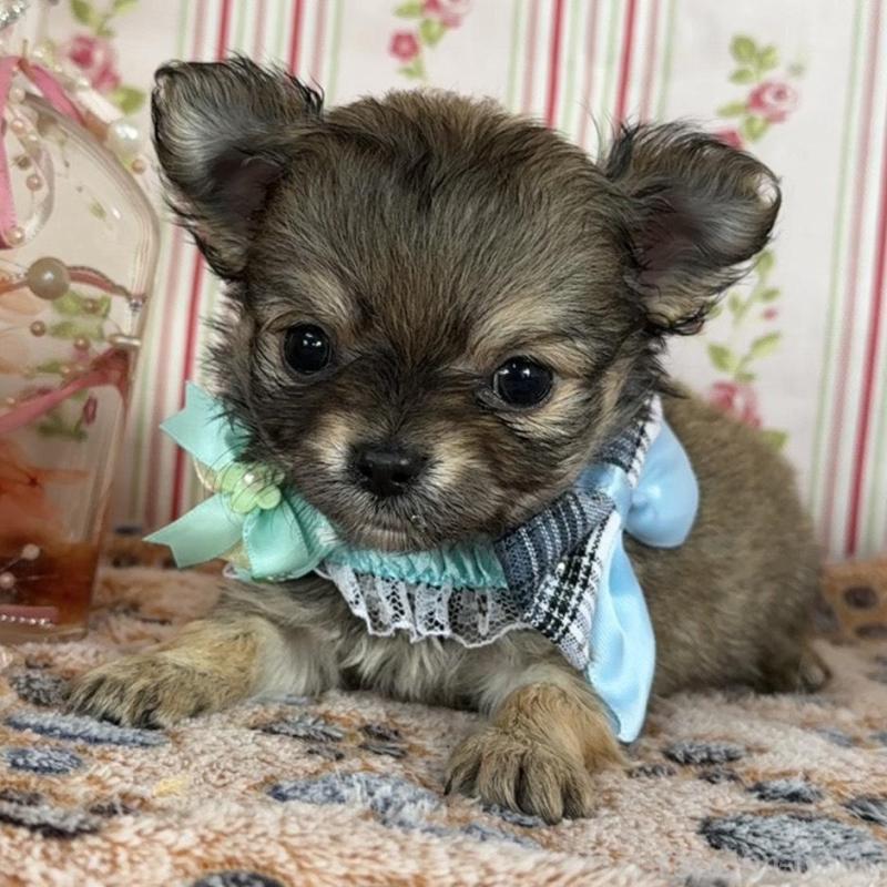 販売中の福岡県のチワワ(ロングコート)-455419の2枚目