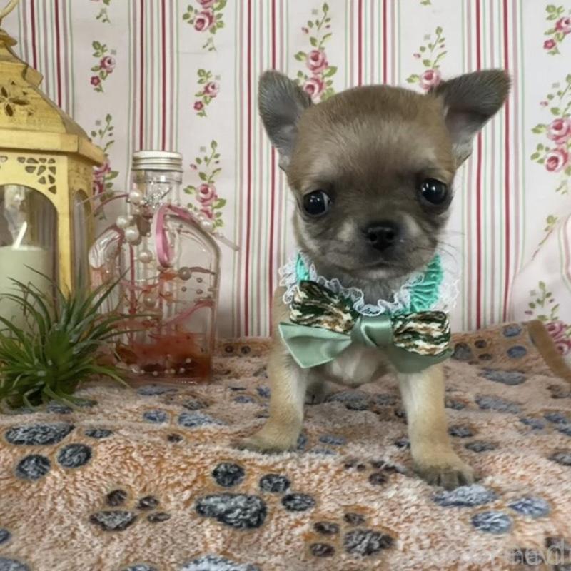 販売中の福岡県のチワワ(スムースコート)-455420の7枚目