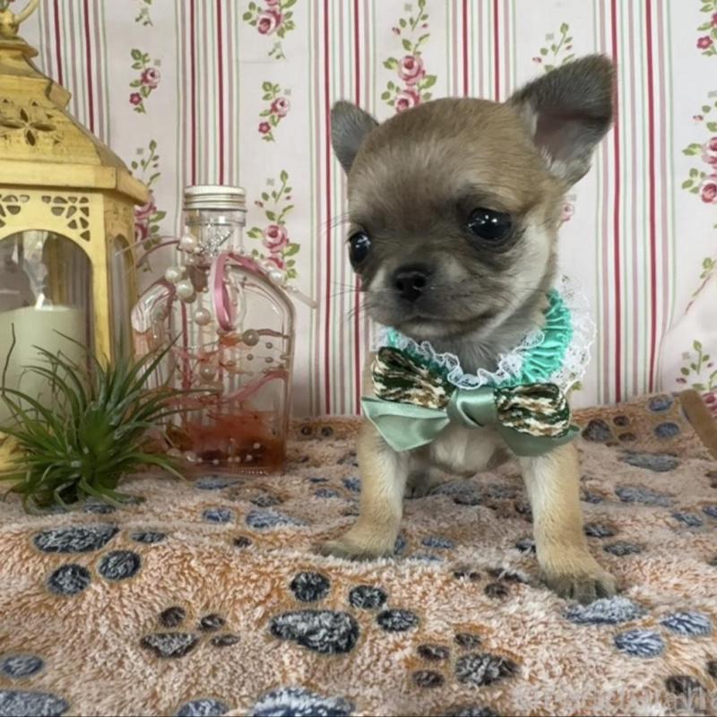 販売中の福岡県のチワワ(スムースコート)-455420の6枚目