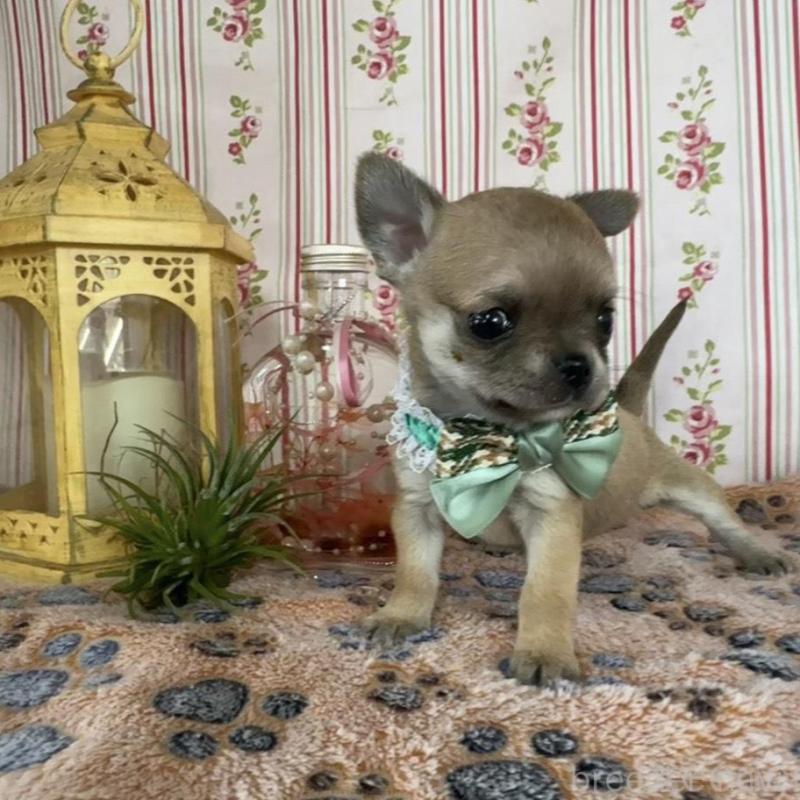 販売中の福岡県のチワワ(スムースコート)-455420の3枚目