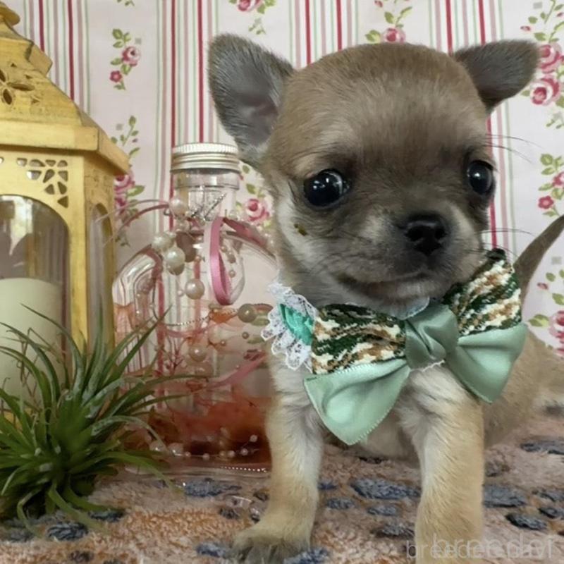 販売中の福岡県のチワワ(スムースコート)-455420の2枚目