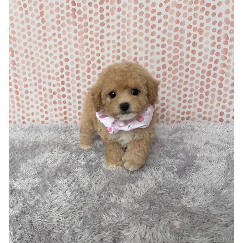 販売中の福岡県のビションプー:ビションフリーゼ×トイプードル-453606