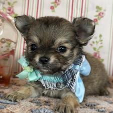 チワワ(ロングコート)の子犬