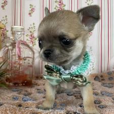 ♀︎チワワ(スムースコート)