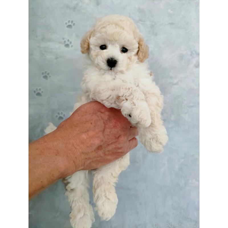 販売中の千葉県のタイニープードル-455423の3枚目