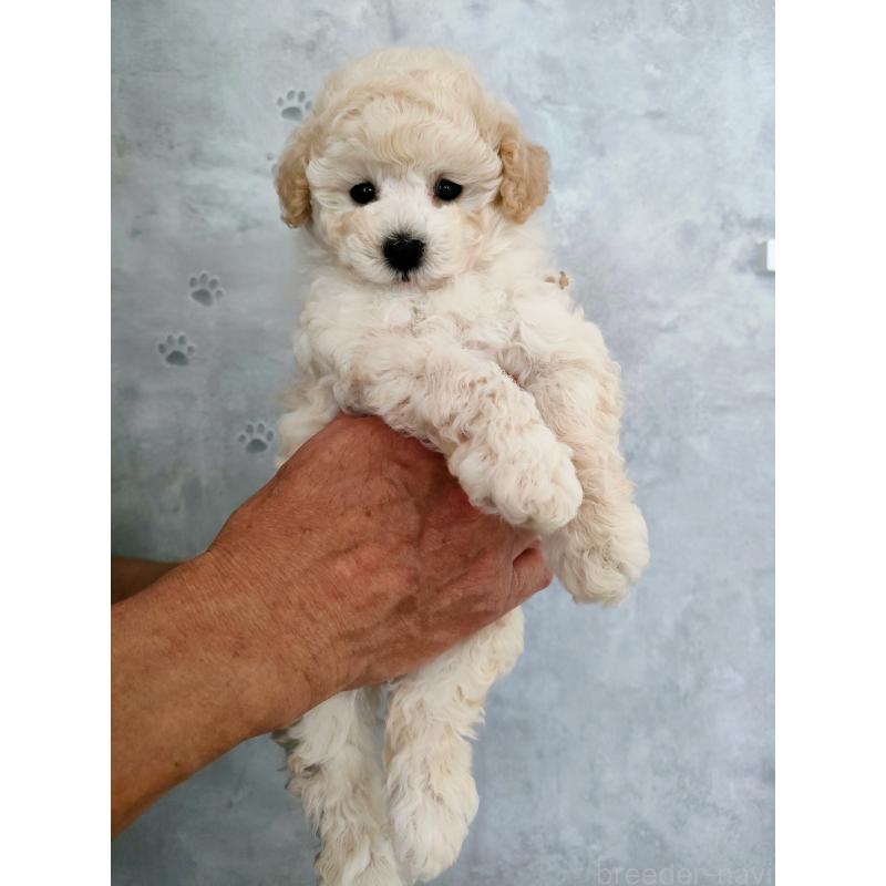 販売中の千葉県のタイニープードル-455423の2枚目