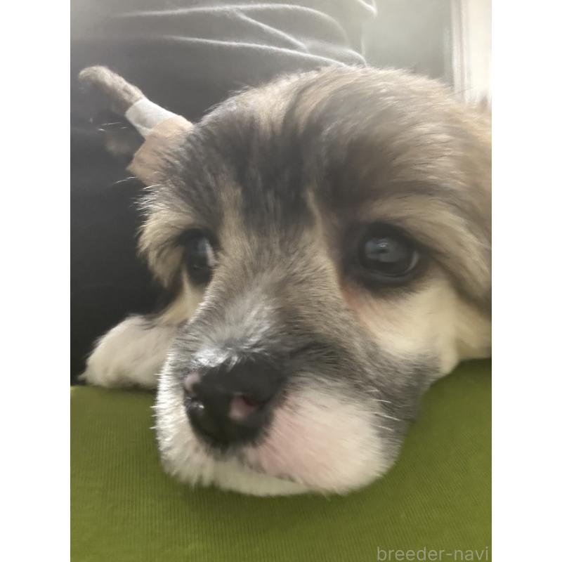 販売中の千葉県のチャイニーズクレステッドドッグ-455424の3枚目
