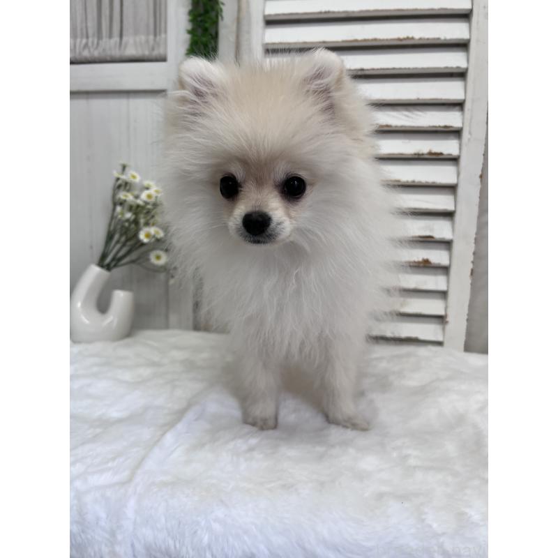販売中の愛媛県のポメラニアン-441549の9枚目